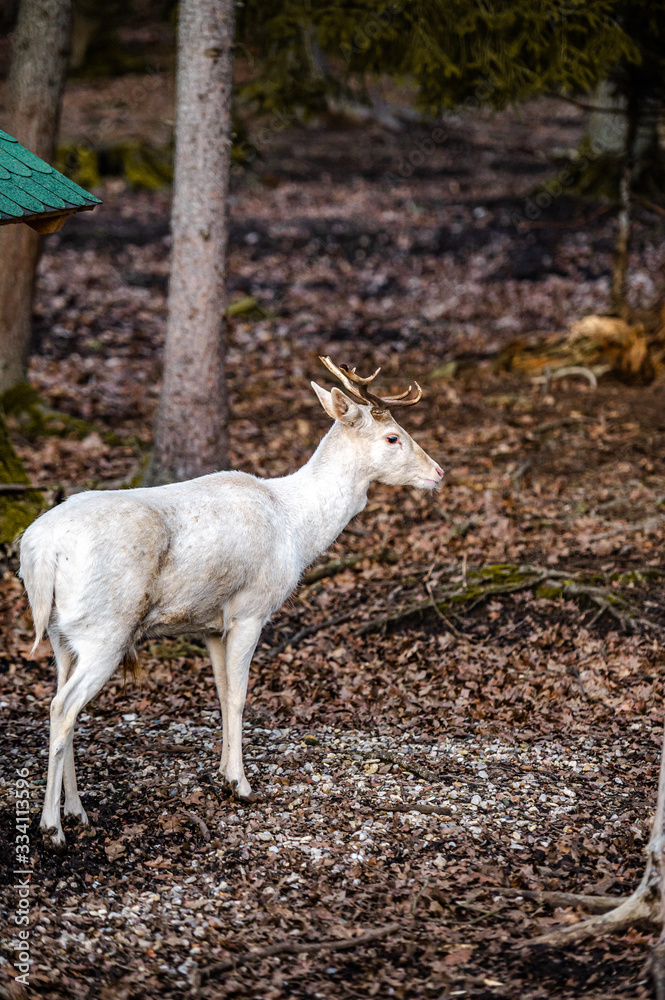 Fototapeta premium Natural scene of rare white albino deer.