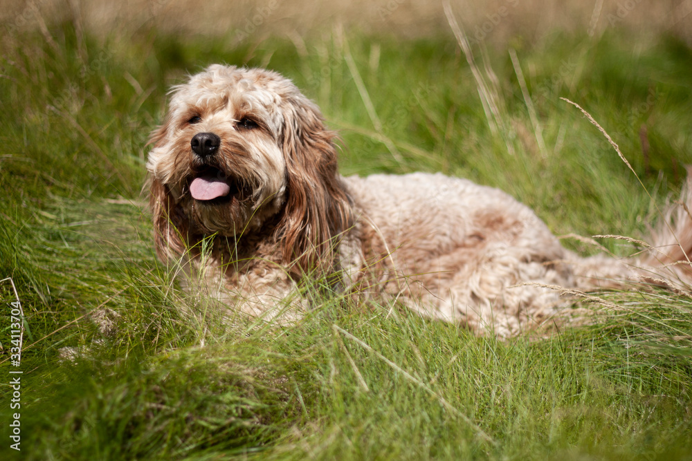 cockapoo cockapoo