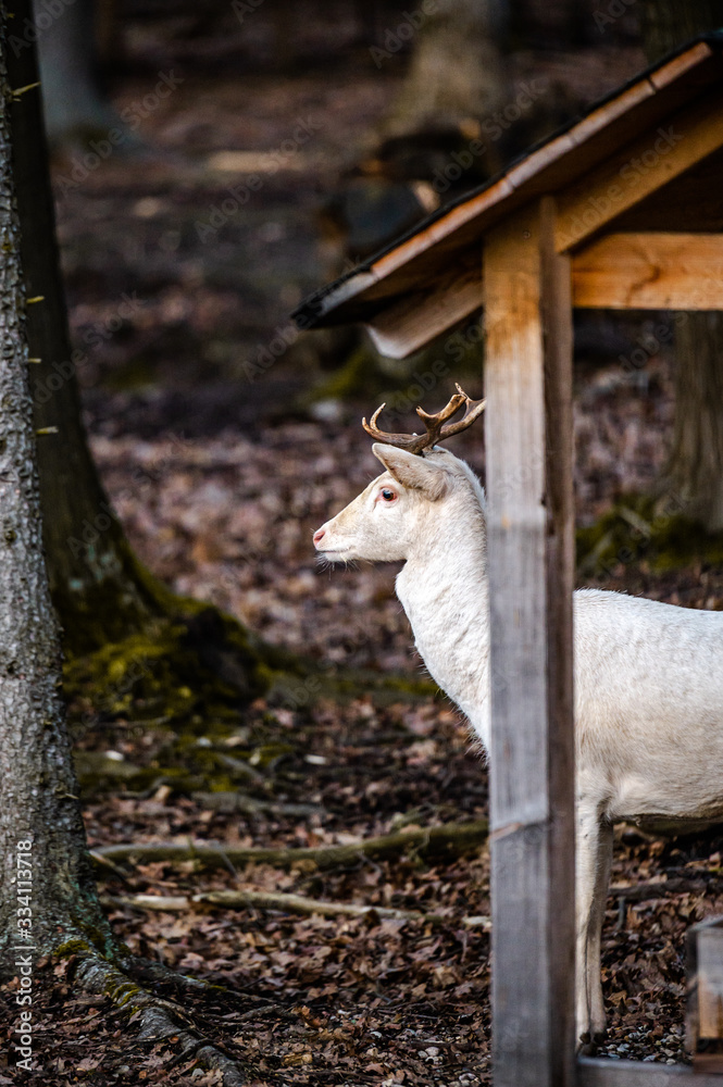 Naklejka premium Natural scene of rare white albino deer.