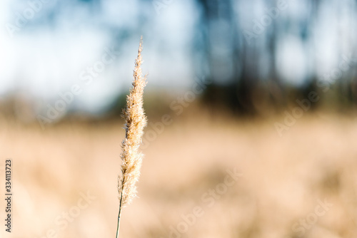 Dry reed (cane) at sunset by the river in the forest with beautiful yellow golden sunlight and bokeh of the forest