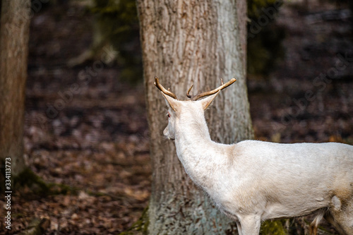 Natural scene of rare white albino deer.