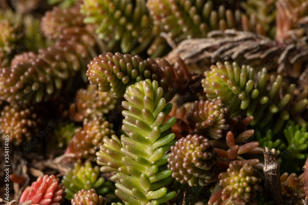 Sedum album, white stonecrop, plant of the genus Sedum and blue flower of Veronica plant Sedum album, white stonecrop, plant of the genus Sedum and blue flower of Veronica plant