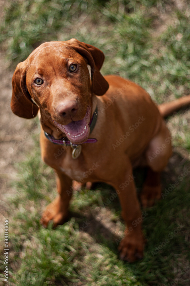 Hungarian Vizsla