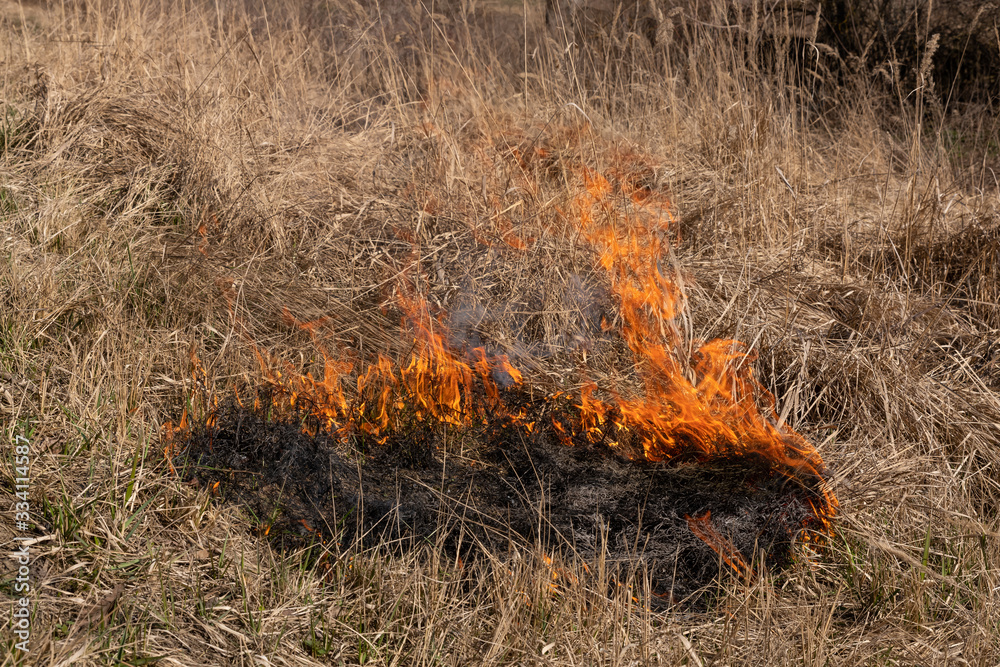 Burning dry grass and reeds. Cleaning the fields and ditches of the thickets of dry grass. start of burning Burning dry grass and reeds. Cleaning the fields and ditches of the thickets of dry grass. start of burning