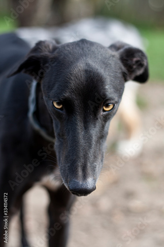 Whippet