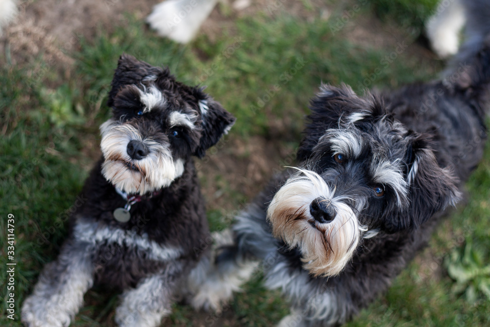 Schnauzers