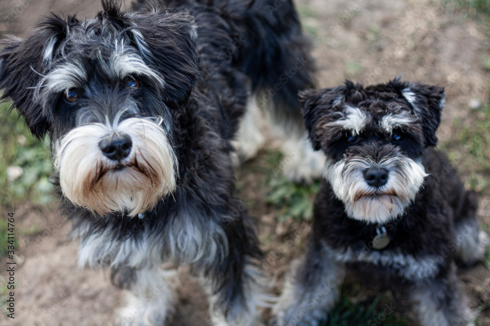 Schnauzers