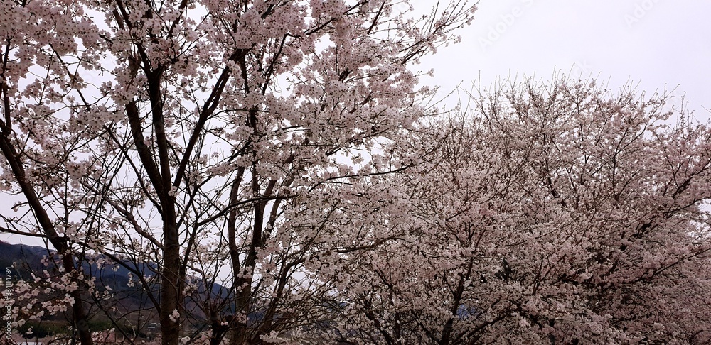 Fototapeta premium branches of a tree