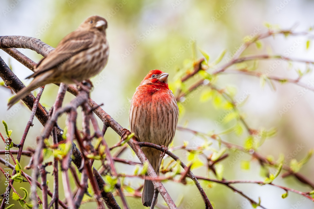A pair of House Finches (Haemorhous mexicanus) perched on a tree branch; San Francisco Bay Area, California; blurred background A pair of House Finches (Haemorhous mexicanus) perched on a tree branch; San Francisco Bay Area, California; blurred background