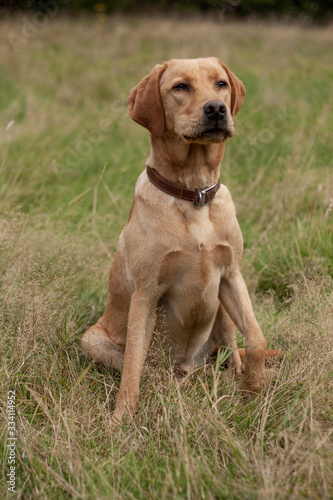 Labrador