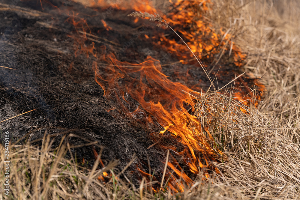 Burning dry grass and reeds. Cleaning the fields and ditches of the thickets of dry grass. Burning dry grass and reeds. Cleaning the fields and ditches of the thickets of dry grass.