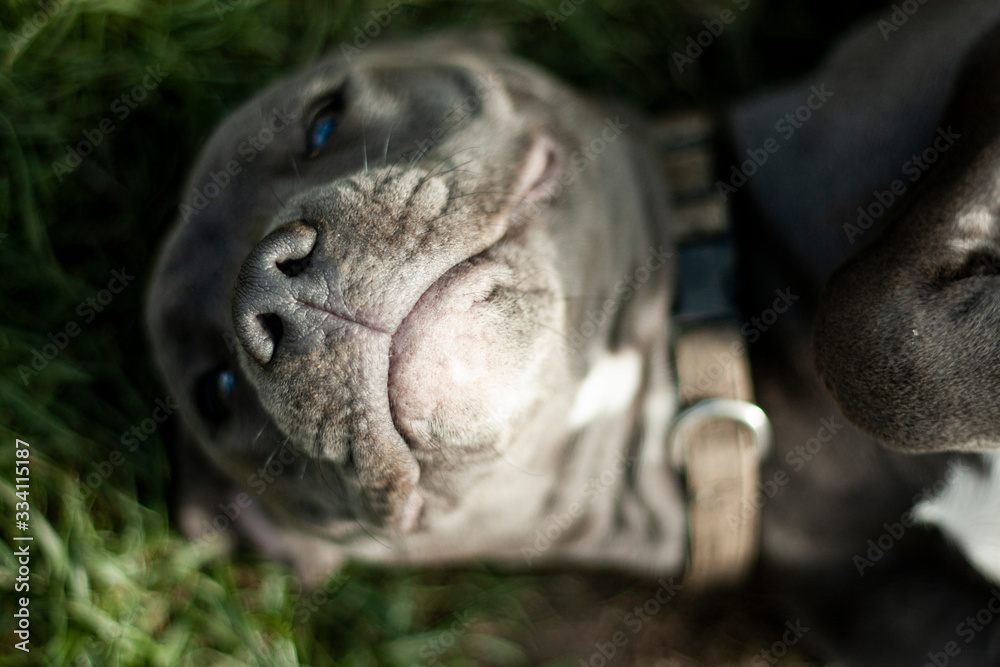 Staffordshire Bull Terrier Staffordshire Bull Terrier