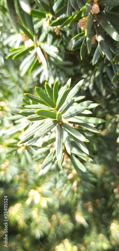 branch of a tree