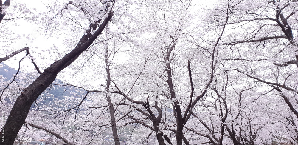 trees in winter trees in winter