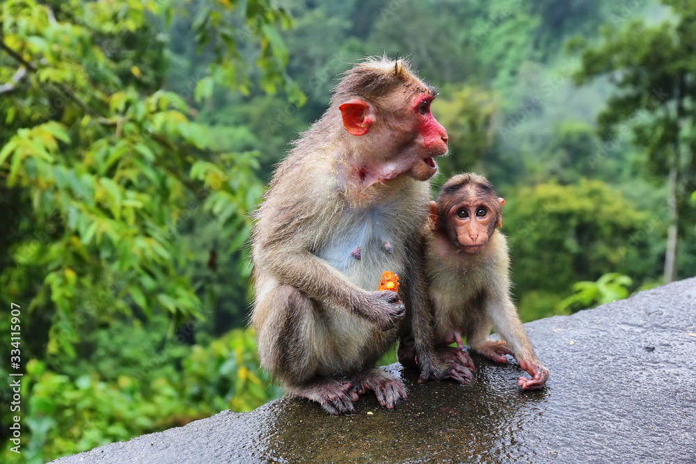 Fototapeta premium Wild Monkeys (macaques) near Munnar, Kerala, India
