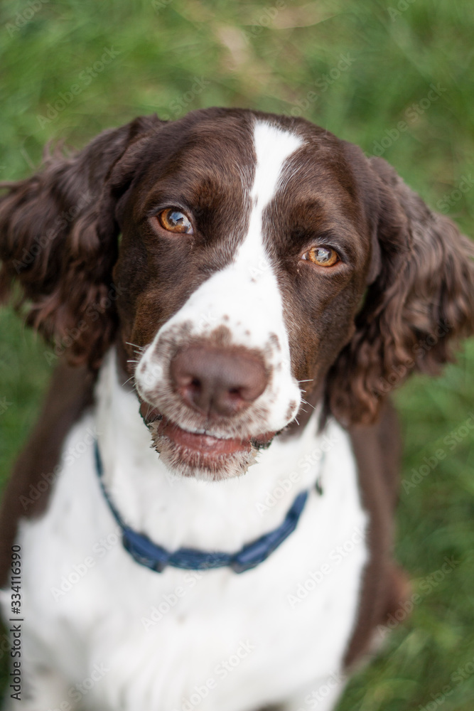 english springer spaniel english springer spaniel