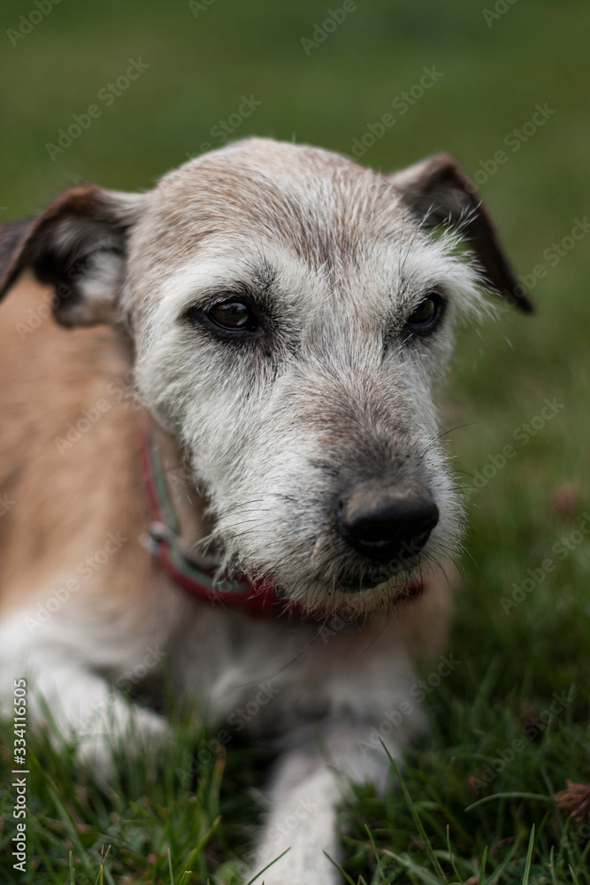 Old Terrier Old Terrier