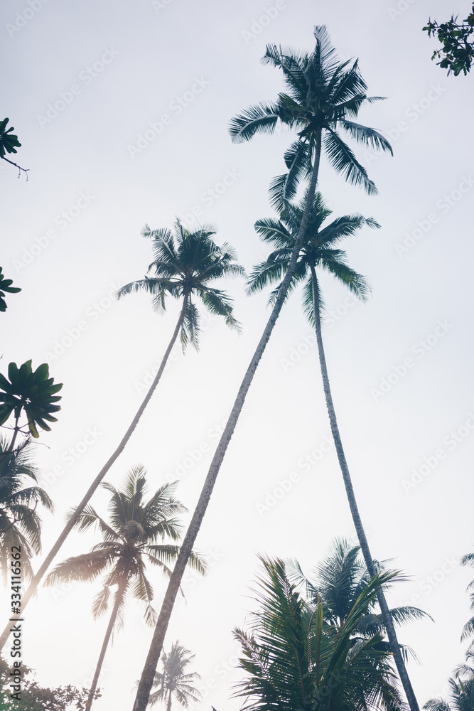 Palm trees at sunset in Kabalana
