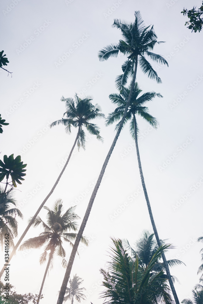Fototapeta premium Palm trees at sunset in Kabalana