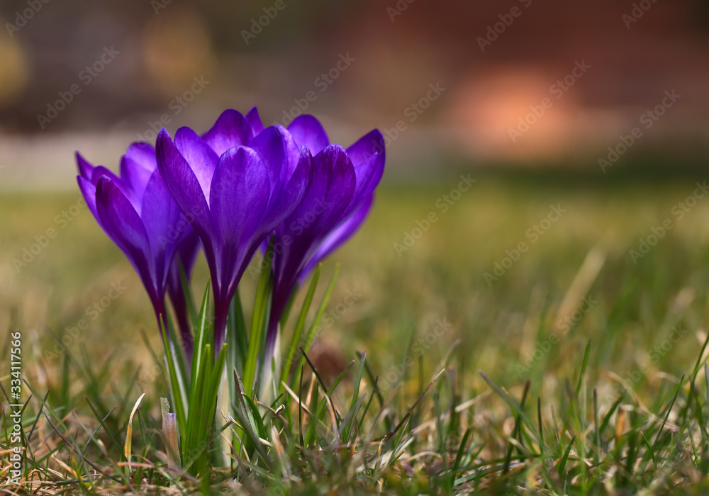 Fototapeta premium Crocus (plural: crocuses or croci) is a genus of flowering plants in the iris family. Flowers close-up on a blurred natural background. The first spring flower in the garden