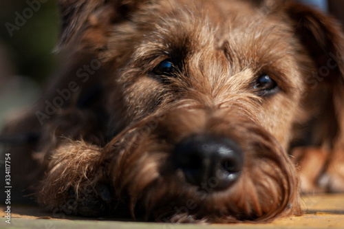 Photography Irish Terrier