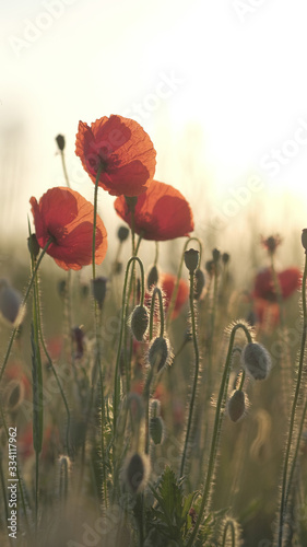 Spring meadow with red poppies at sunrise. Beautiful natural spring background