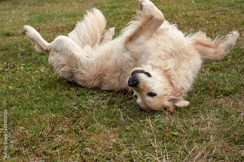 Golden Retriever rolling on back