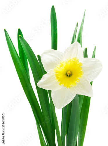 Spring floral border, beautiful fresh daffodils flowers, isolated on white background. Selective focus