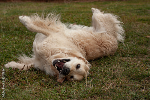 Golden Retriever rolling on back