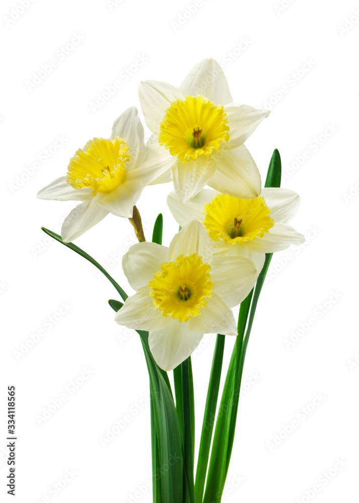 Spring floral border, beautiful fresh daffodils flowers, isolated on white background. Selective focus