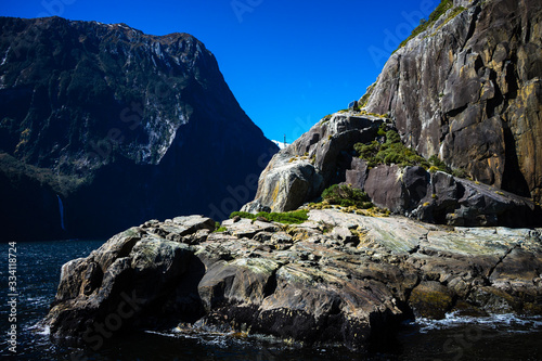 Nice close-up of the sea lions in Milford Sound with the snow capped mountains in the background taken on a sunny spring day, New Zealand