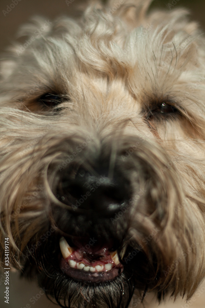 Wheaten Terrier