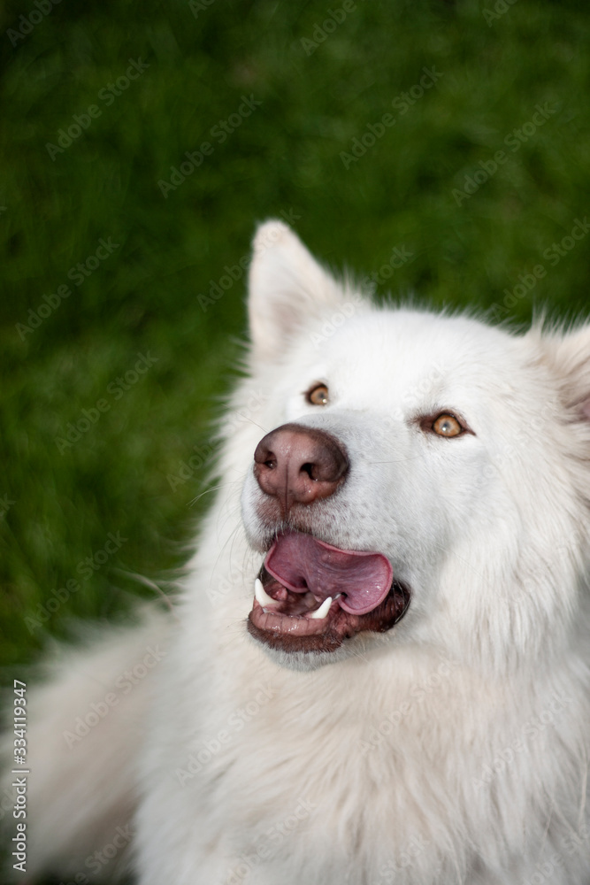 Fototapeta premium Alaskan White Malamute