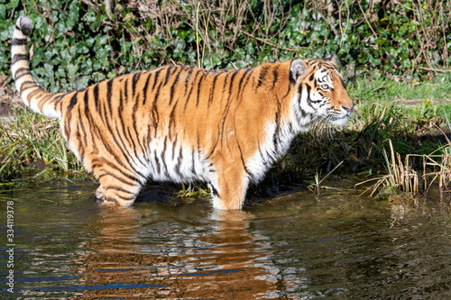 Tiger von Seite im Wasser
