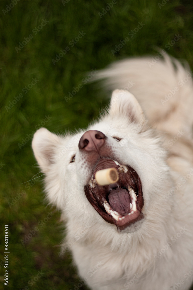 Alaskan White Malamute Alaskan White Malamute