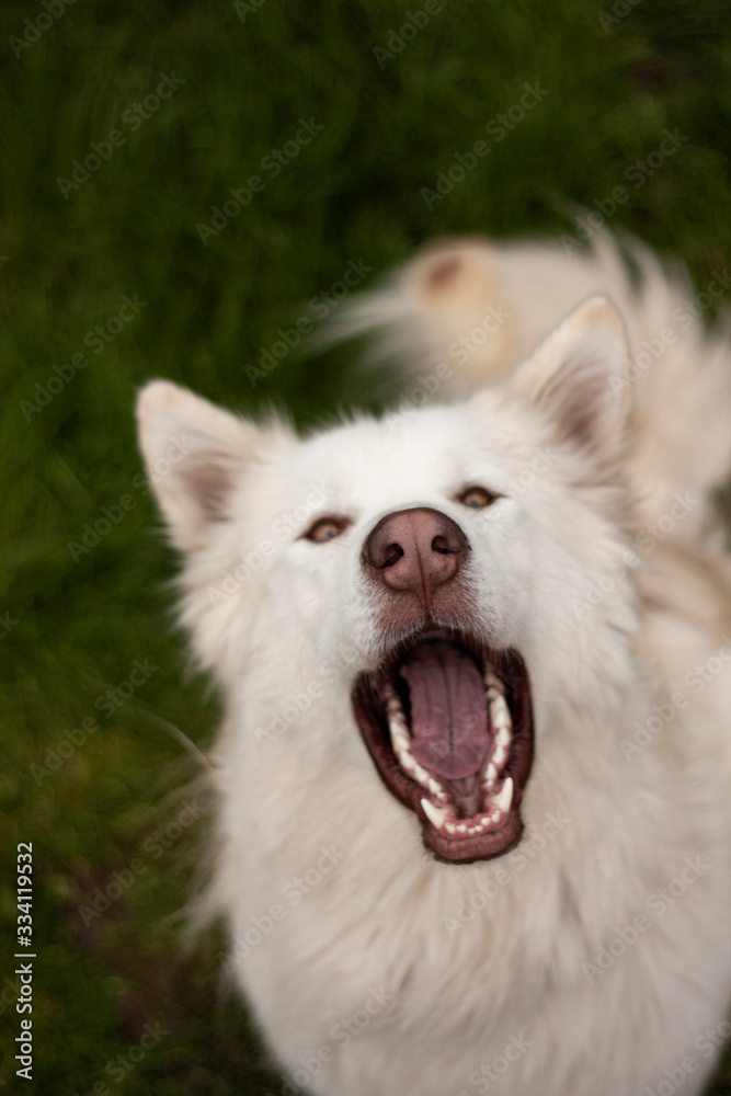 Alaskan White Malamute