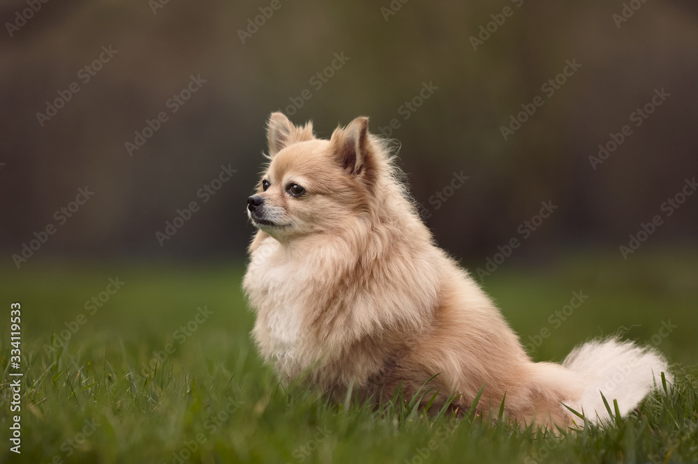 Longhaired brown chihuahua sitting in the grass in warm light