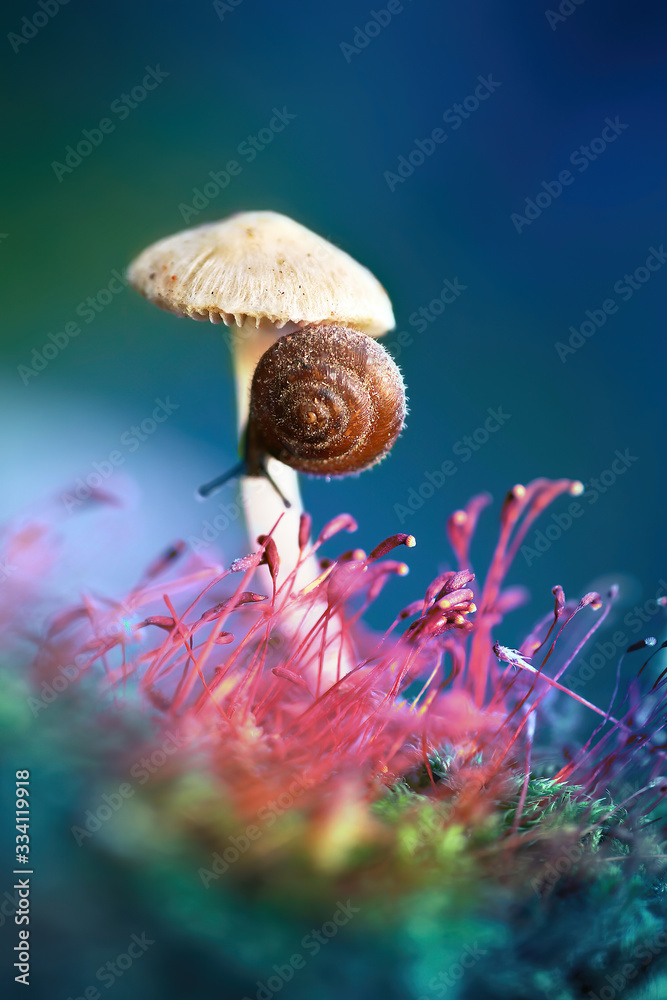 Lovely pretty snail on mushroom in the forest in nature macro. Beautiful colorful bright artistic image the wild nature. Stock Photo | Adobe Stock