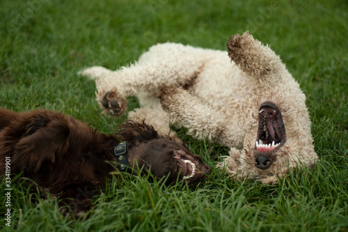 Two dogs are playing