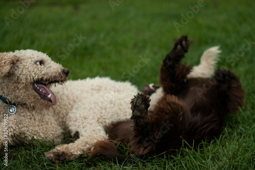 Two dogs are playing photo