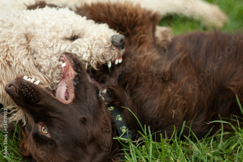 Dogs playing