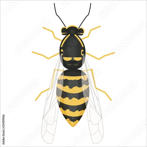 Bright colorful detailed Illustration of wasp in vector design. Graphic realistic insect. Isolated clipart on white background.  © Alyona