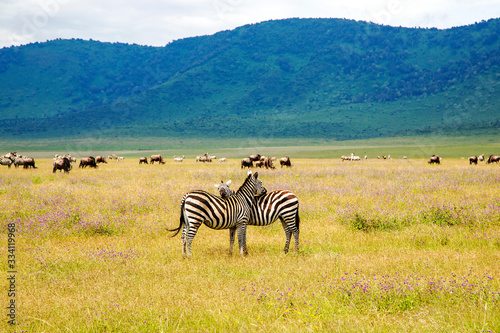 Ngorongoro Crater Conservation Area with herds of grazing herbivores on flowering meadows and zebras in the foreground  Tanzania. East Africa