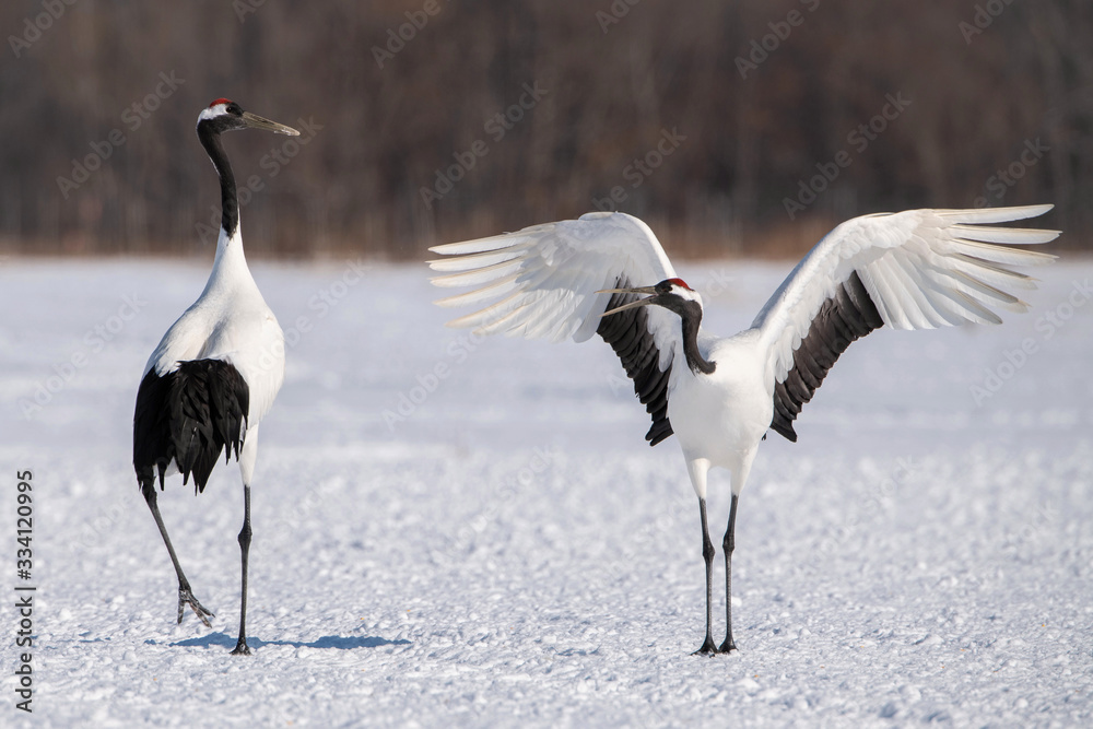 Obraz premium The Red-crowned crane, Grus japonensis The crane is dancing in beautiful artick winter environment Japan Hokkaido Wildlife scene from Asia nature.