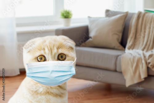 pets, epidemic and virus concept - close up of scottish fold kitten wearing protective medical mask over home room background
