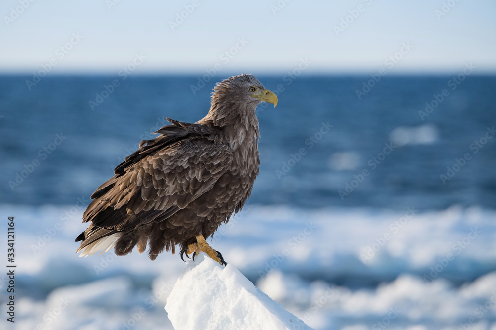 Fototapeta premium The White-tailed eagle, Haliaeetus albicilla The bird is perched on the iceberg in the sea during winter Japan Hokkaido Wildlife scene from Asia nature. Came from Kamtchatka..