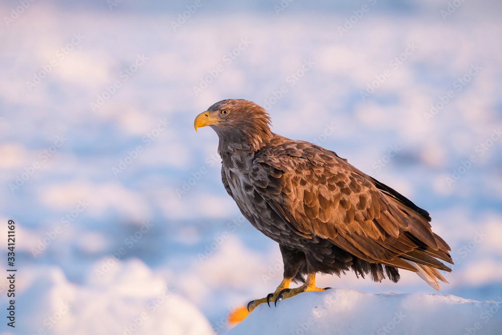 Fototapeta premium The White-tailed eagle, Haliaeetus albicilla The bird is perched on the iceberg in the sea during winter Japan Hokkaido Wildlife scene from Asia nature. Came from Kamtchatka..