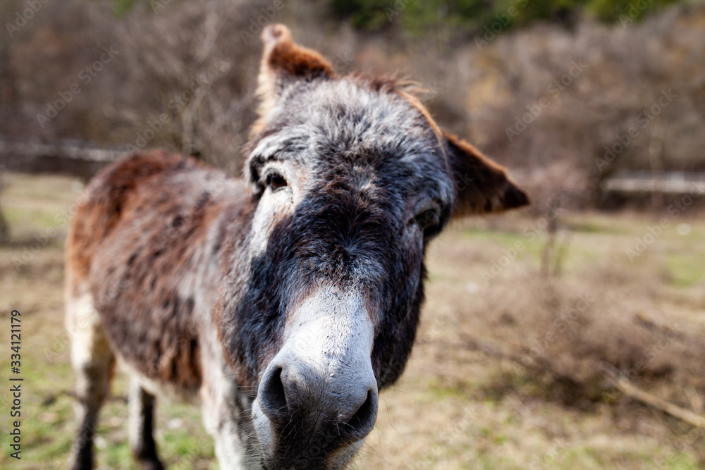 donkey portrait on nature background donkey portrait on nature background