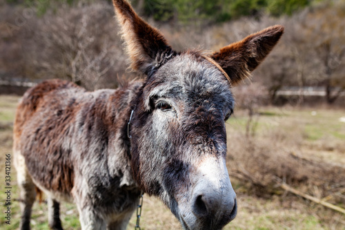 donkey portrait on nature background