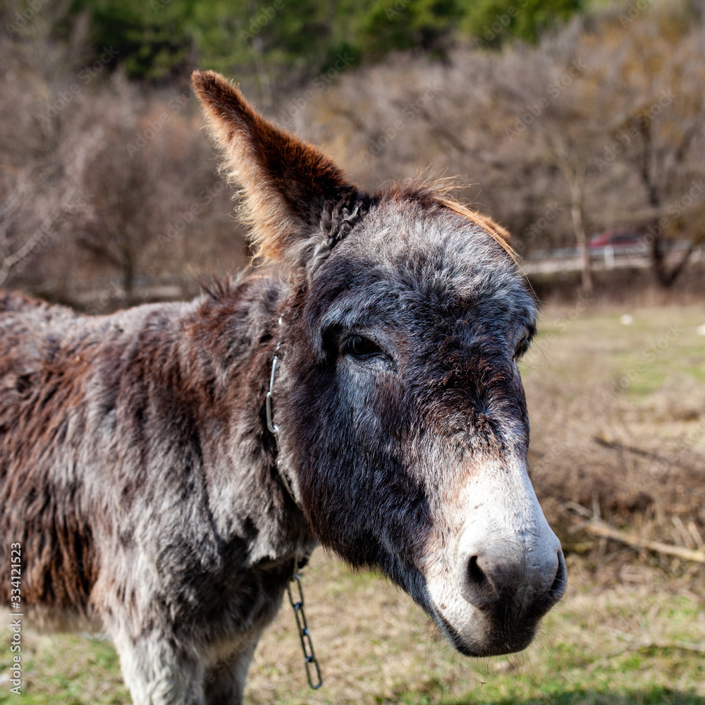 donkey portrait on nature background donkey portrait on nature background